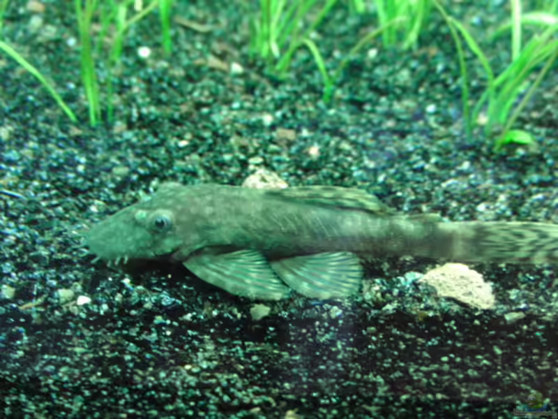 Antennenwelse im Aquarium halten (Einrichtungsbeispiele für Ancistrus spec.)