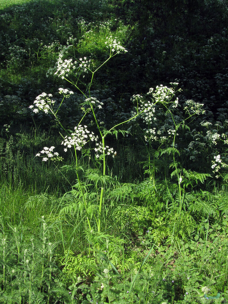 Anthriscus sylvestris im Garten pflanzen (Einrichtungsbeispiele mit Wiesen-Kerbel)