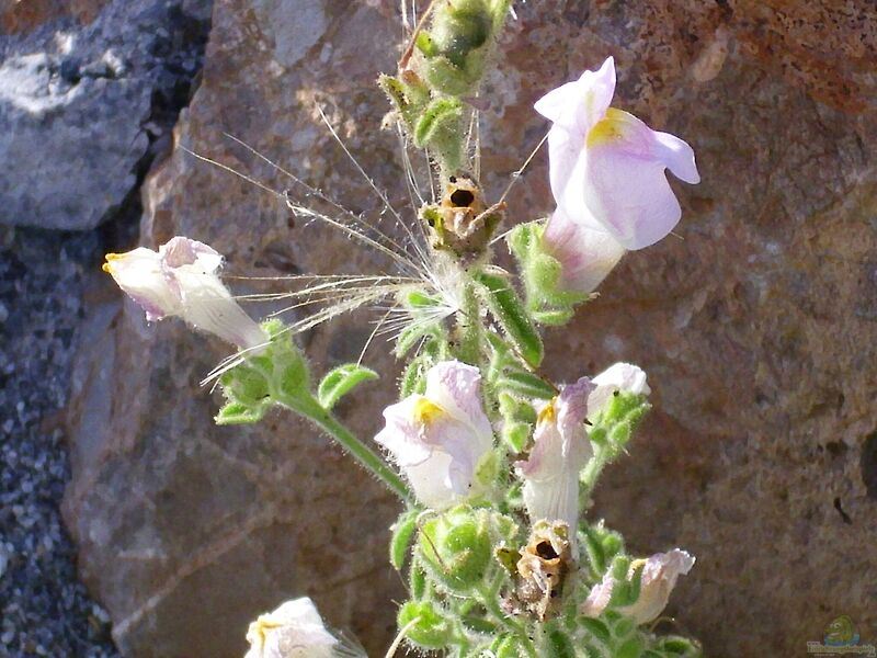 Antirrhinum hispanicum im Garten pflanzen (Einrichtungsbeispiele mit Spanisches Zwerg-Löwenmaul)