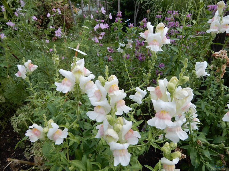 Antirrhinum majus im Garten pflanzen (Einrichtungsbeispiele mit Großes Löwenmaul)