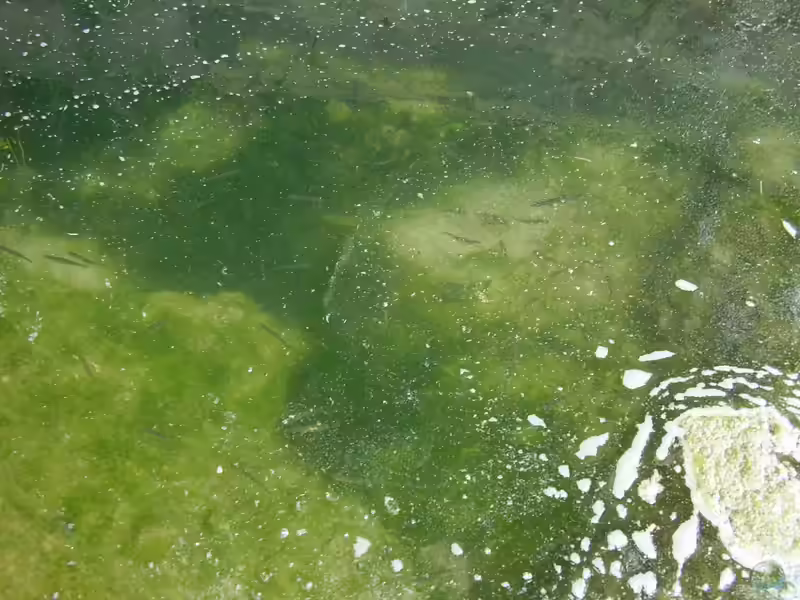 Aphanius iberus im Aquarium halten (Einrichtungsbeispiele für Spanienkärpflinge)