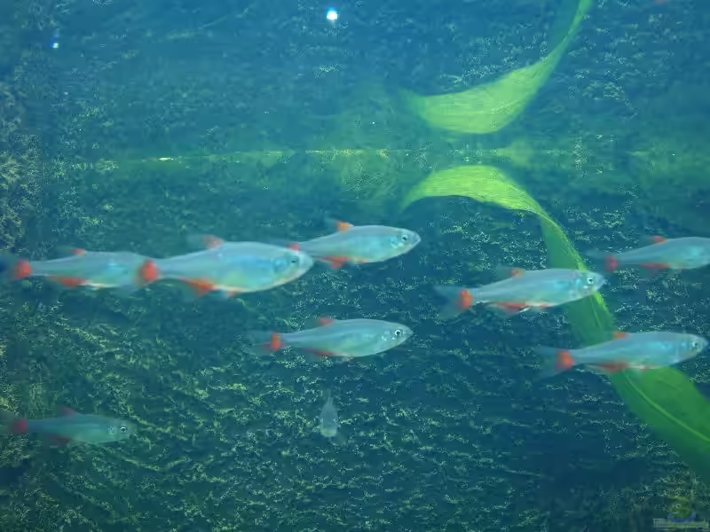 Aphyocharax anisitsi im Aquarium halten (Einrichtungsbeispiele mit Rotflossensalmler)