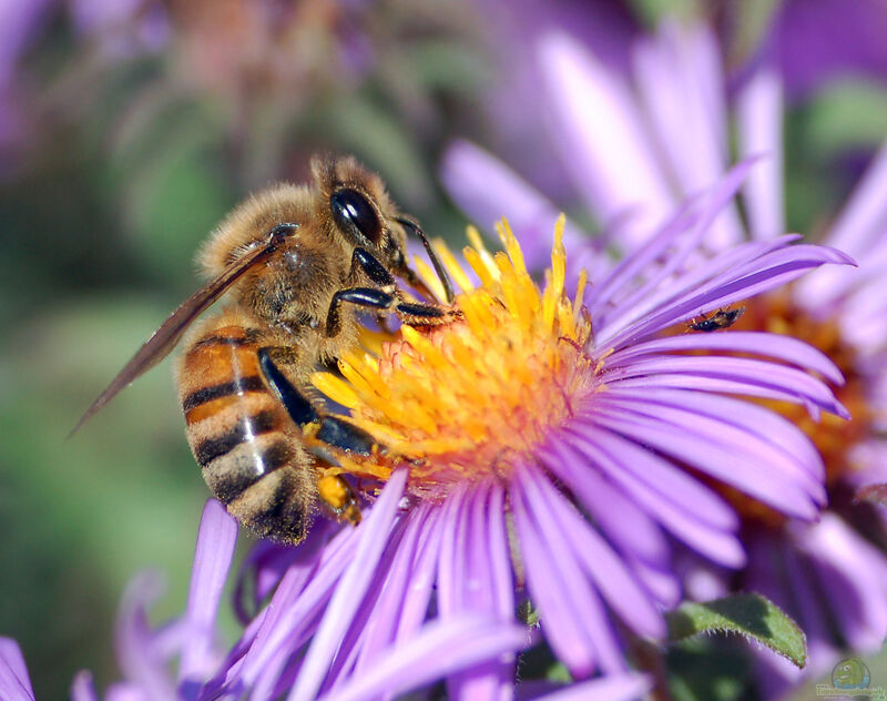 Apis mellifera im Garten (Einrichtungsbeispiele mit Honigbienen)