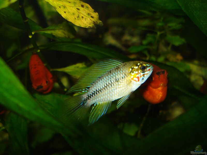 Apistogramma borellii im Aquarium halten (Einrichtungsbeispiele mit Borellis Zwergbuntbarsch)