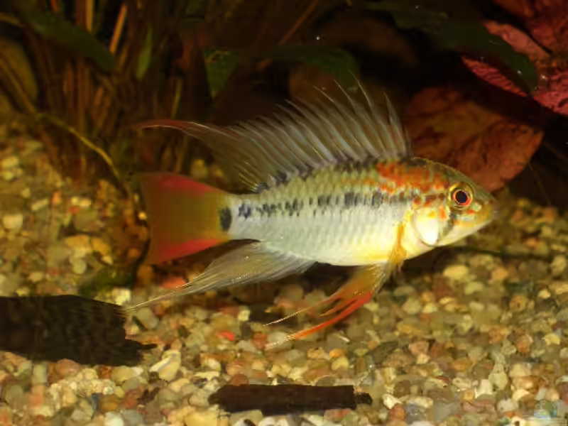 Apistogramma macmasteri im Aquarium halten (Einrichtungsbeispiele mit Villaviecencio-Zwergbuntbarsch)