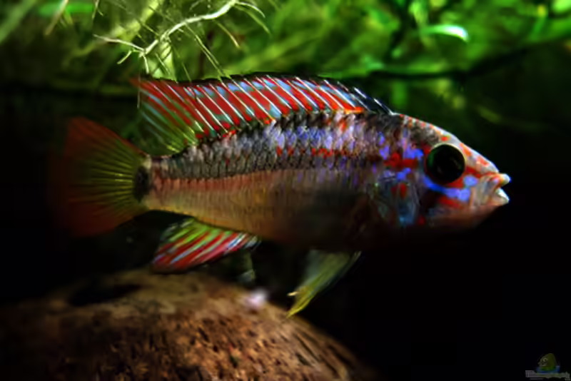 Apistogramma ortegai im Aquarium halten (Einrichtungsbeispiele für Papagei-Zwergbuntbarsche)