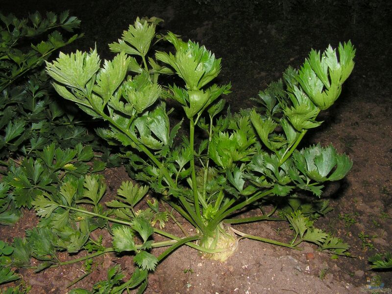 Apium graveolens im Garten pflanzen (Einrichtungsbeispiele mit Sellerie)