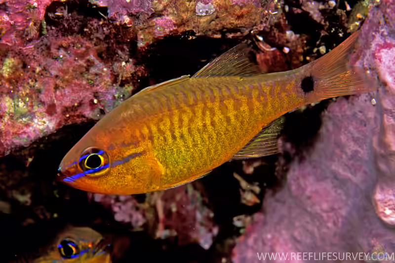 Apogon capricornis im Aquarium halten (Einrichtungsbeispiele für Steinbock-Kardinalfisch)