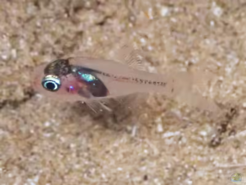 Apogon erythrinus im Aquarium halten (Einrichtungsbeispiele für Hawaiianischer Kardinalbarsch)