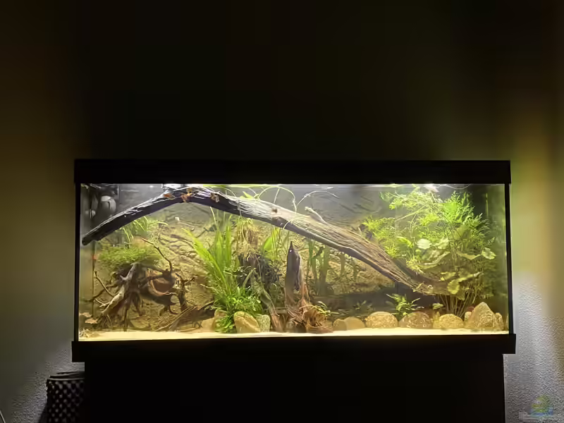 Standardaquarien mit 450 Litern Volumen