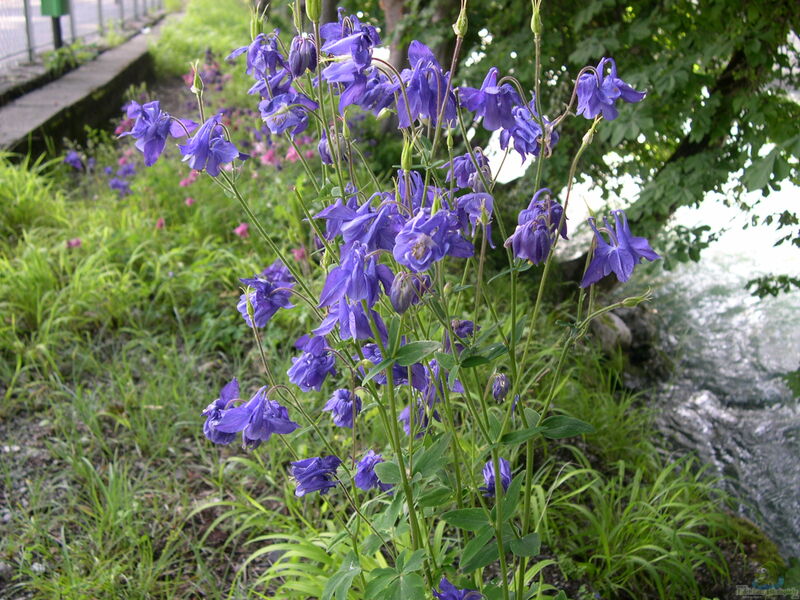 Aquilegia vulgaris im Garten pflanzen (Einrichtungsbeispiele mit Gemeine Akelei)