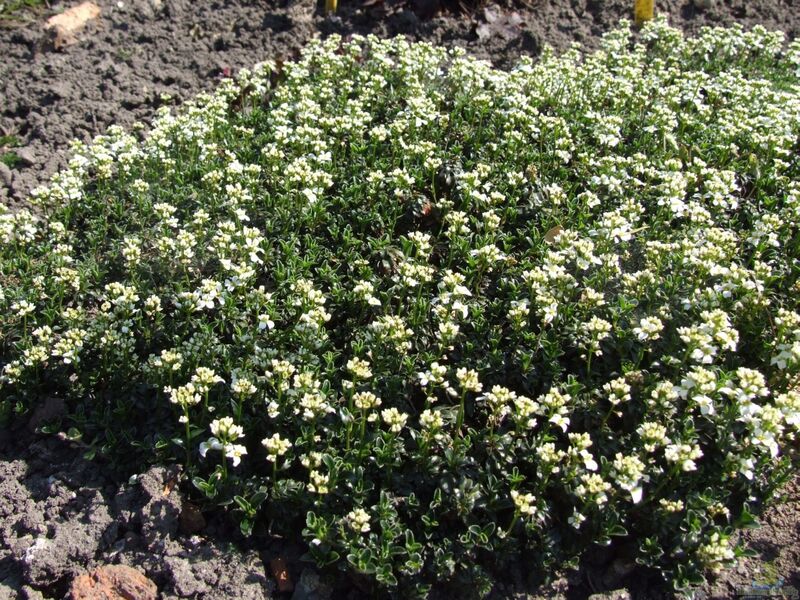 Arabis ferdinandi-coburgii im Garten pflanzen (Einrichtungsbeispiele mit Bunte Gänsekresse)