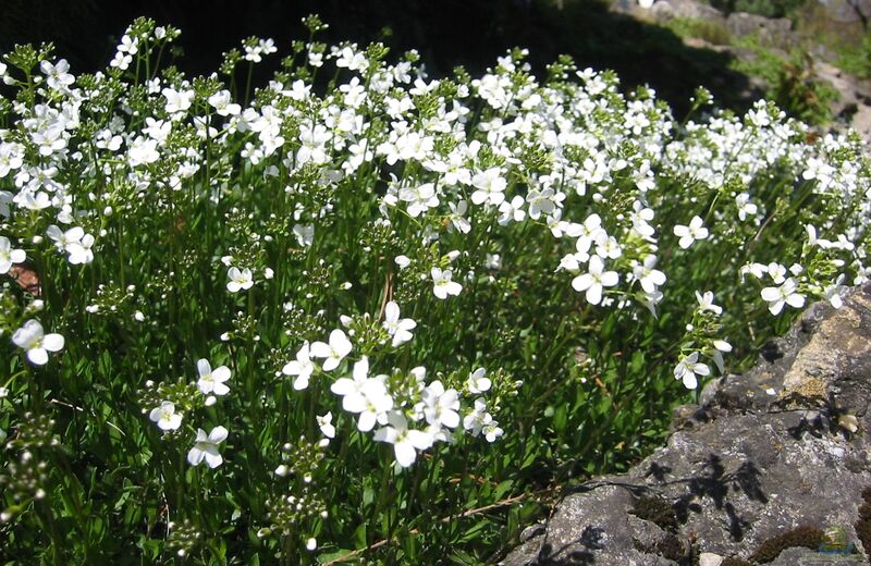 Arabis procurrens im Garten pflanzen (Einrichtungsbeispiele mit Karpaten-Schaumkresse)