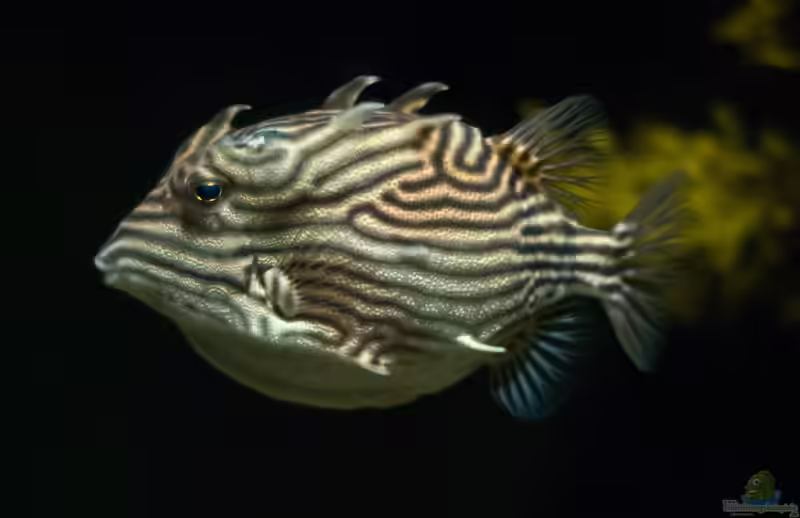 Aracana ornata im Aquarium halten (Einrichtungsbeispiele für Schmuck-Kofferfisch)