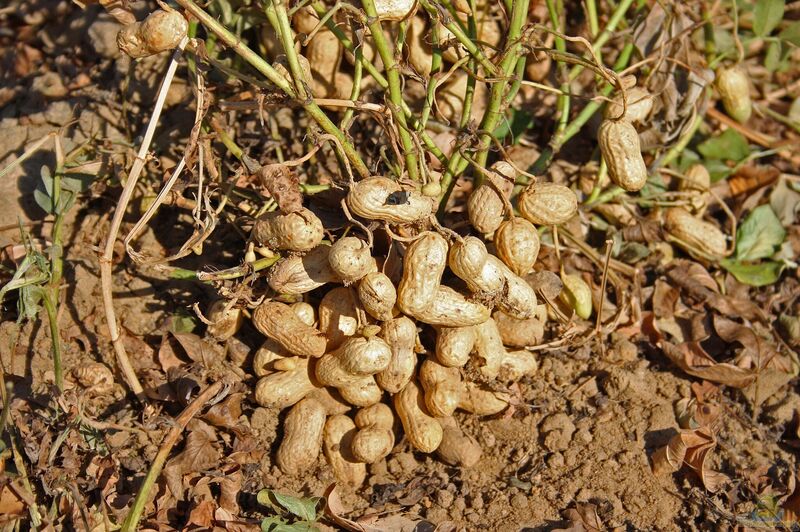 Arachis hypogaea im Garten pflanzen (Einrichtungsbeispiele mit Erdnuss)