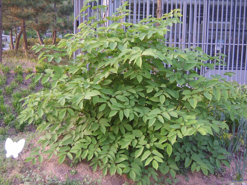 Aralia cordata im Garten pflanzen (Einrichtungsbeispiele mit Aralie)