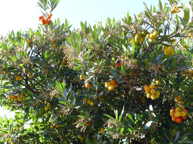 Arbutus unedo im Garten pflanzen (Einrichtungsbeispiele mit Westlicher Erdbeerbaum)