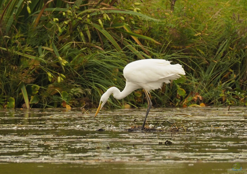 Ardea alba am Gartenteich (Einrichtungsbeispiele mit Silberreiher)