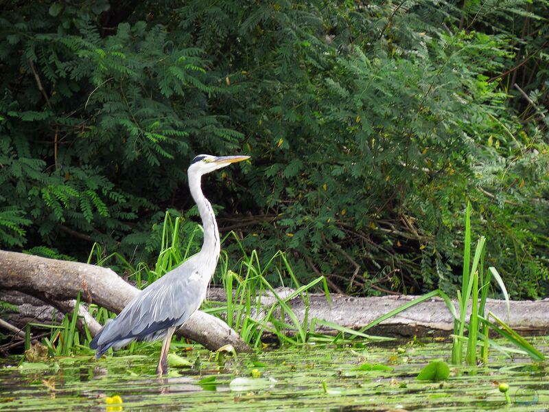 Ardea cinera am Gartenteich (Einrichtungsbeispiele mit Graureiher)