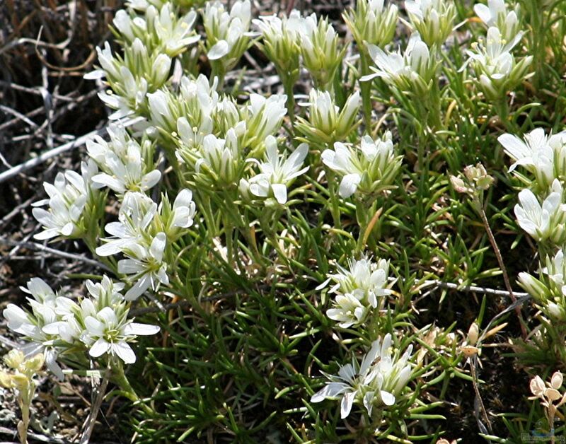 Arenaria montana am Gartenteich pflanzen (Einrichtungsbeispiele mit Berg-Sandkraut)