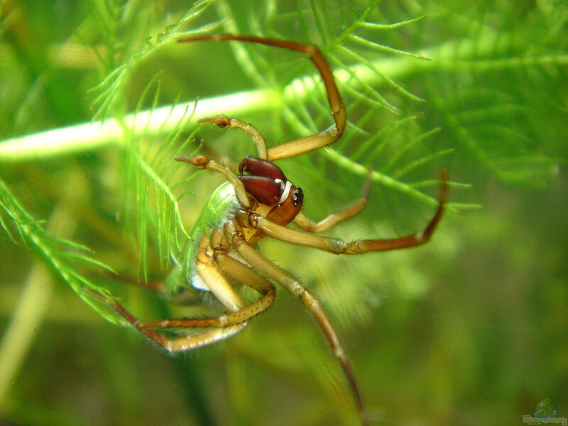 Argyroneta aquatica am Gartenteich (Einrichtungsbeispiele für Wasserspinne)