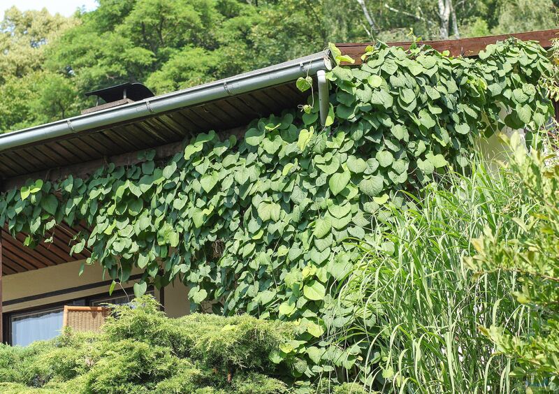 Aristolochia macrophylla im Garten pflanzen (Einrichtungsbeispiele mit Pfeifenwinde)