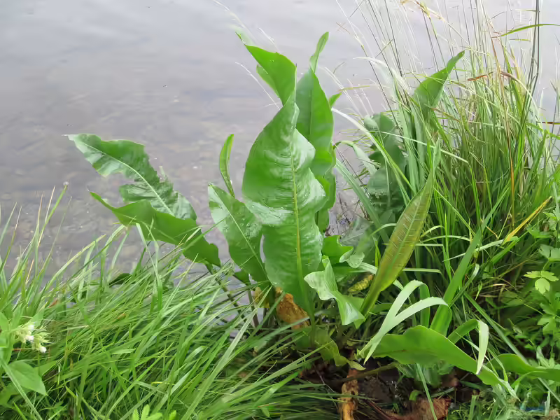 Armoracia rusticana im Garten pflanzen (Einrichtungsbeispiele mit Meerrettich)