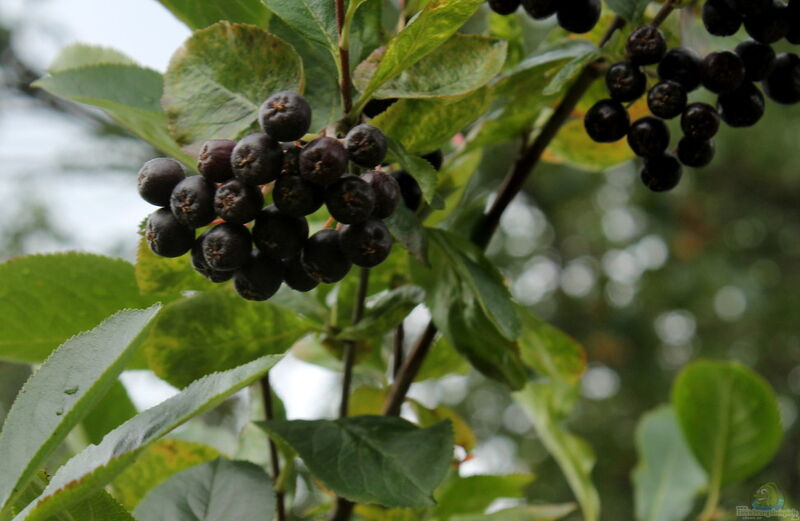 Aronia melanocarpa im Garten pflanzen (Einrichtungsbeispiele mit Schwarze Apfelbeere)