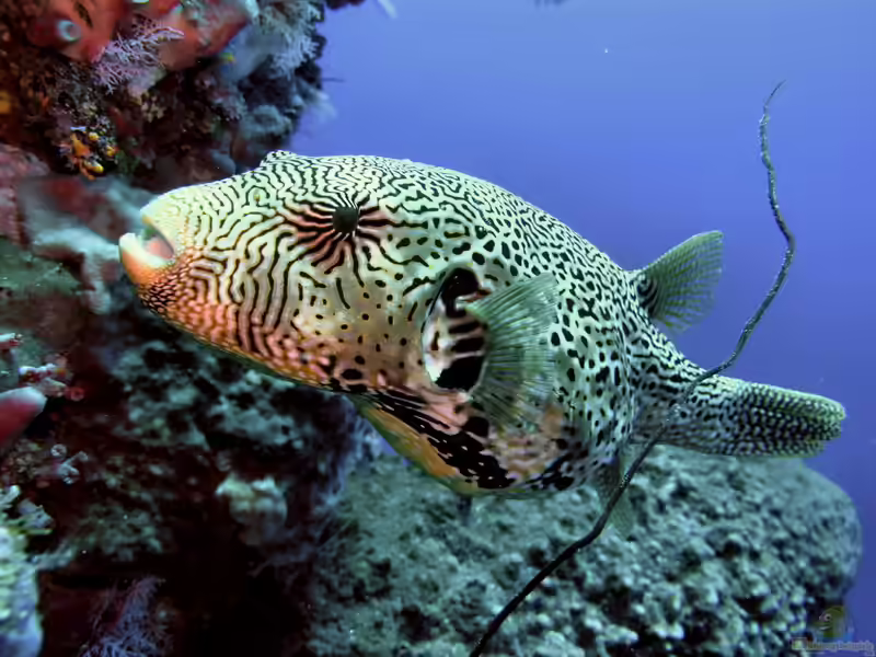 Arothron mappa im Aquarium halten (Einrichtungsbeispiele für Mappa-Kugelfisch)