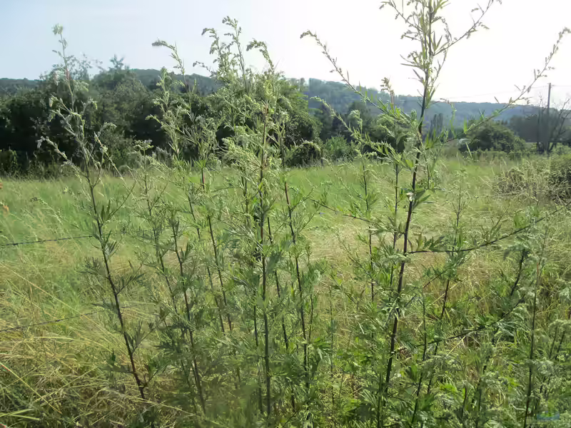 Artemisia vulgaris am Gartenteich (Einrichtungsbeispiele mit Beifuß)