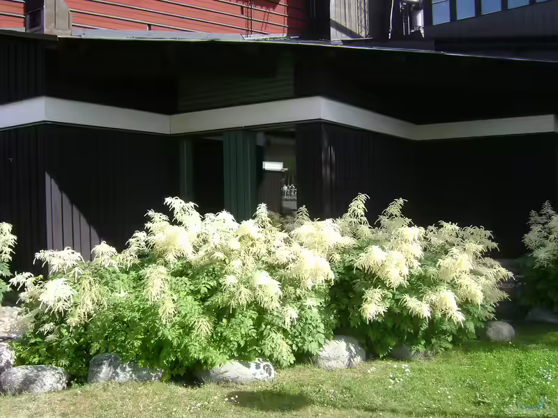Aruncus dioicus im Garten pflanzen (Einrichtungsbeispiele mit Wald-Geißbart)
