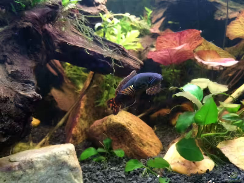 Einrichtungsbeispiele für Asien und Australien