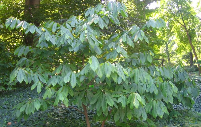 Asimina triloba im Garten pflanzen (Einrichtungsbeispiele mit Indianerbanane)