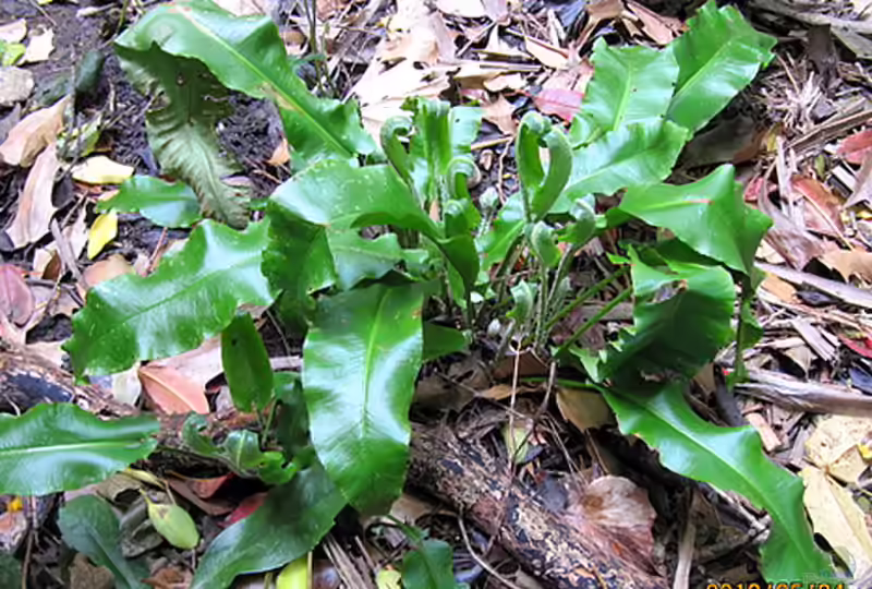 Asplenium scolopendrium im Garten pflanzen (Einrichtungsbeispiele mit Hirschzungenfarn)