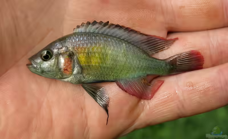 Astatotilapia stappersii im Aquarium halten (Einrichtungsbeispiele für Astatotilapia stappersii)