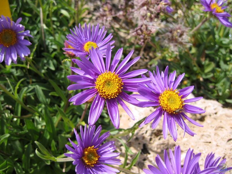 Aster alpinus im Garten pflanzen (Einrichtungsbeispiele mit Alpen-Aster)