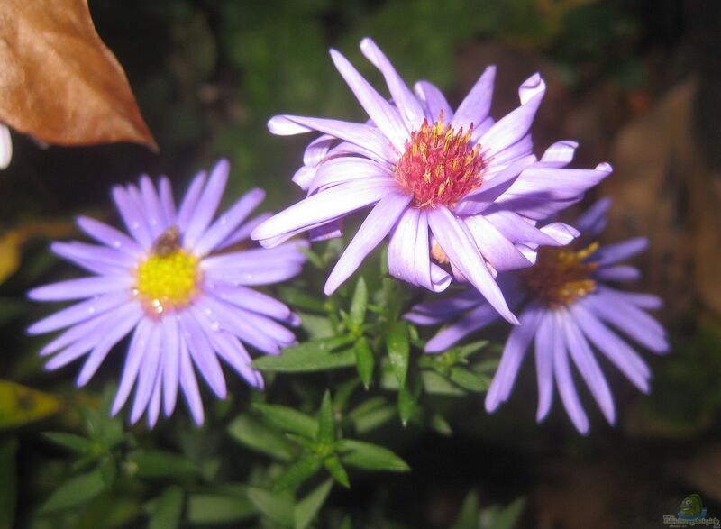 Aster dumosus am Gartenteich pflanzen (Einrichtungsbeispiele mit Kissen-Aster)