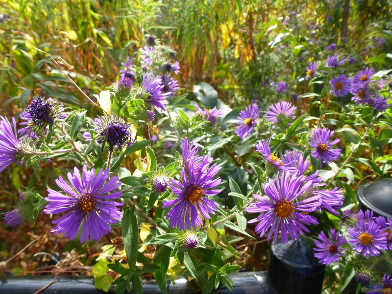 Aster novae-angliae im Garten pflanzen (Einrichtungsbeispiele mit Raublättrige Aster)