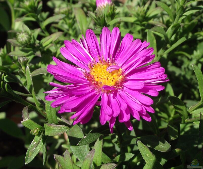 Aster novi-belgii im Garten pflanzen (Einrichtungsbeispiele mit Glattblatt-Aster)