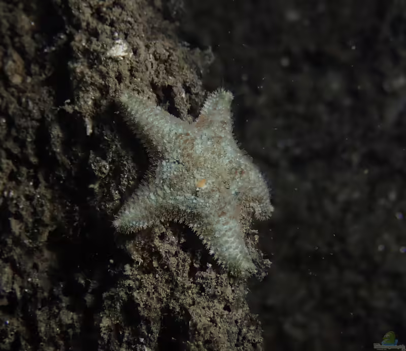 Asterina gibbosa im Aquarium halten (Einrichtungsbeispiele für Fünfeck-Seestern)