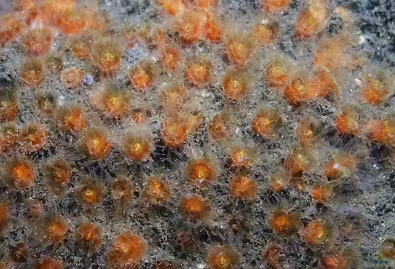 Astrangia haimei im Aquarium halten (Einrichtungsbeispiele für Großpolypige Steinkoralle)