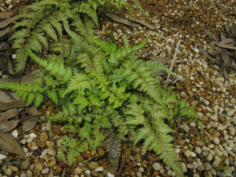 Athyrium niponicum am Gartenteich pflanzen (Einrichtungsbeispiele mit Regenbogenfarn)