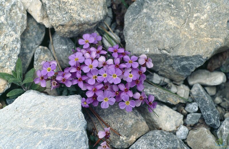 Aubrieta gracilis im Garten pflanzen (Einrichtungsbeispiele mit Blaukissen)