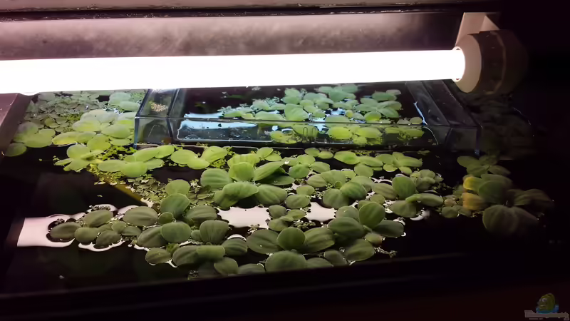 Einen Aufzuchtkasten im Aquarium verwenden (Einrichtungsbeispiele mit Ablaichkästen)