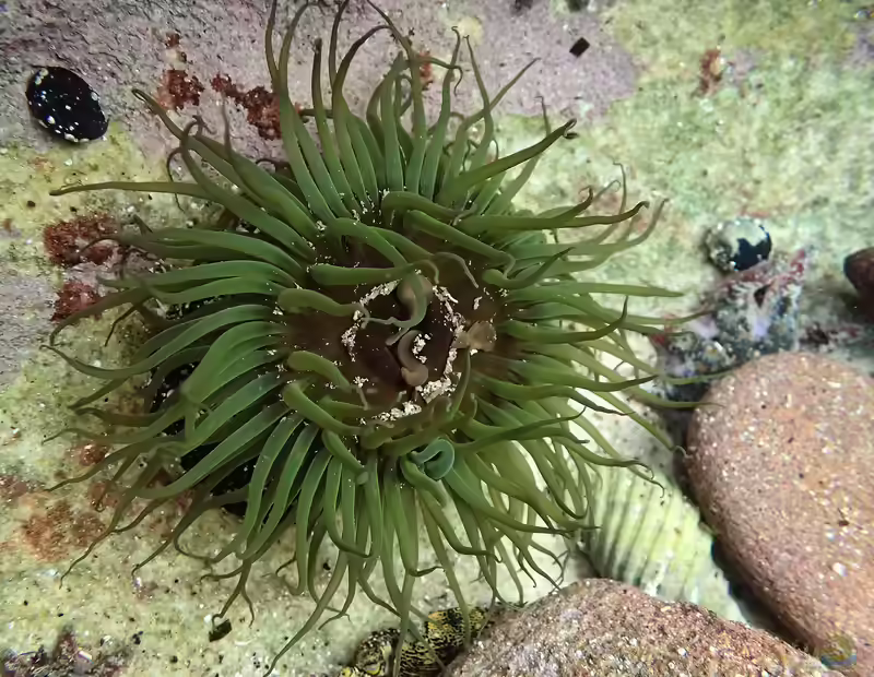 Aulactinia veratra im Aquarium halten (Einrichtungsbeispiele für Grüne Snakelock Anemone)