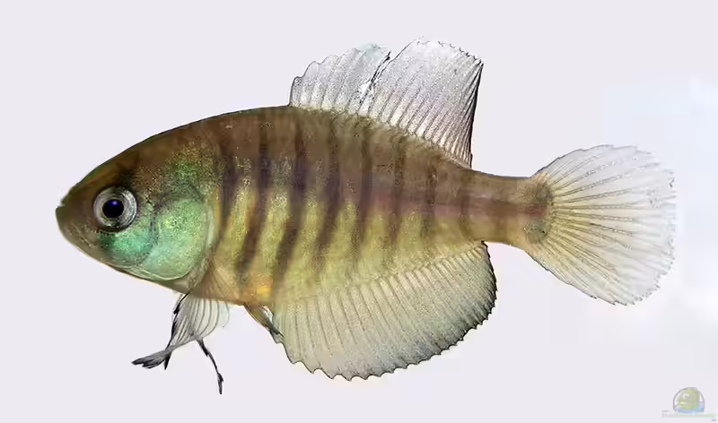 Austrolebias adloffi im Aquarium halten (Einrichtungsbeispiele für Gebänderter Fächerfisch)