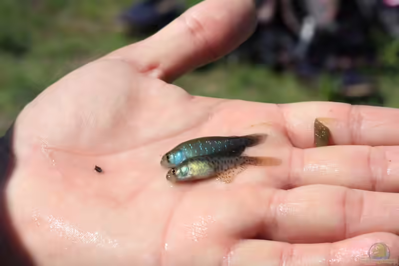 Austrolebias bellottii im Aquarium halten (Einrichtungsbeispiele für Blauer Fächerfisch)