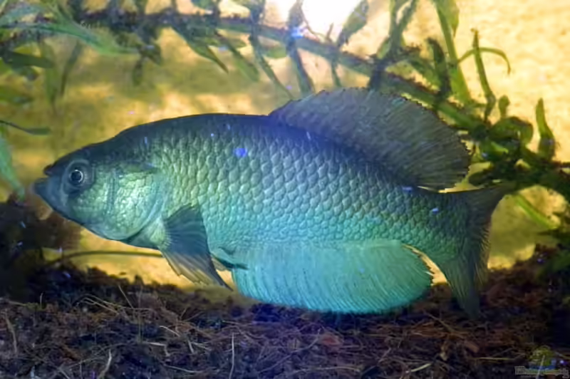 Austrolebias cinereus im Aquarium halten (Einrichtungsbeispiele für Austrolebias cinereus)