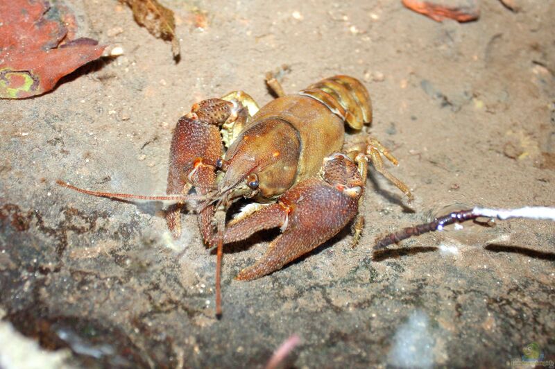 Austropotamobius pallipes im Gartenteich halten (Einrichtungsbeispiele mit Dohlenkrebs)