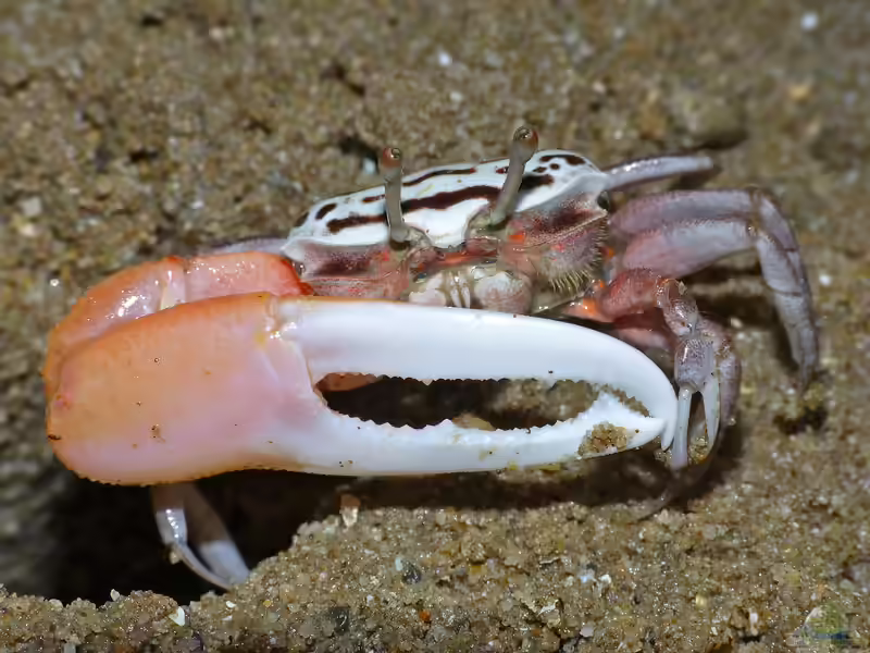 Austruca annulipes im Aquaterrarium halten (Einrichtungsbeispiele für Ringbeinige Winkerkrabben)